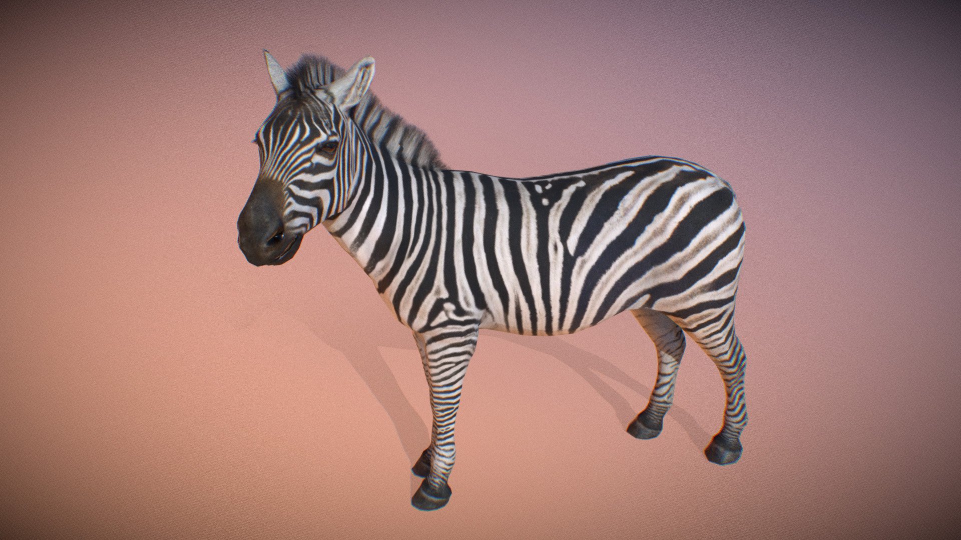 Animated realistic male Zebra with 84 animations authored at 60fps and 4k textures.

Note: Preview uses lower-res mesh (LOD1), 1K textures and only a few of the full set animations.

Get our animal in full detail, 4K textures and check the full list of animations.

Features:




male Zebra model

Animations authored at 60 fps

All animations available with and without the root motion

uncompressed 4K Textures

3ds Max and Maya animation rig

LODs
 - Animalia - Zebra (male) - 3D model by GiM (@GamesInMotion) 3d model
