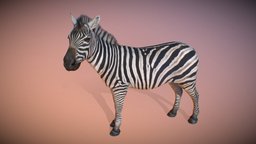 Animalia quadruped, zebra, gim, animalia, animal, animated