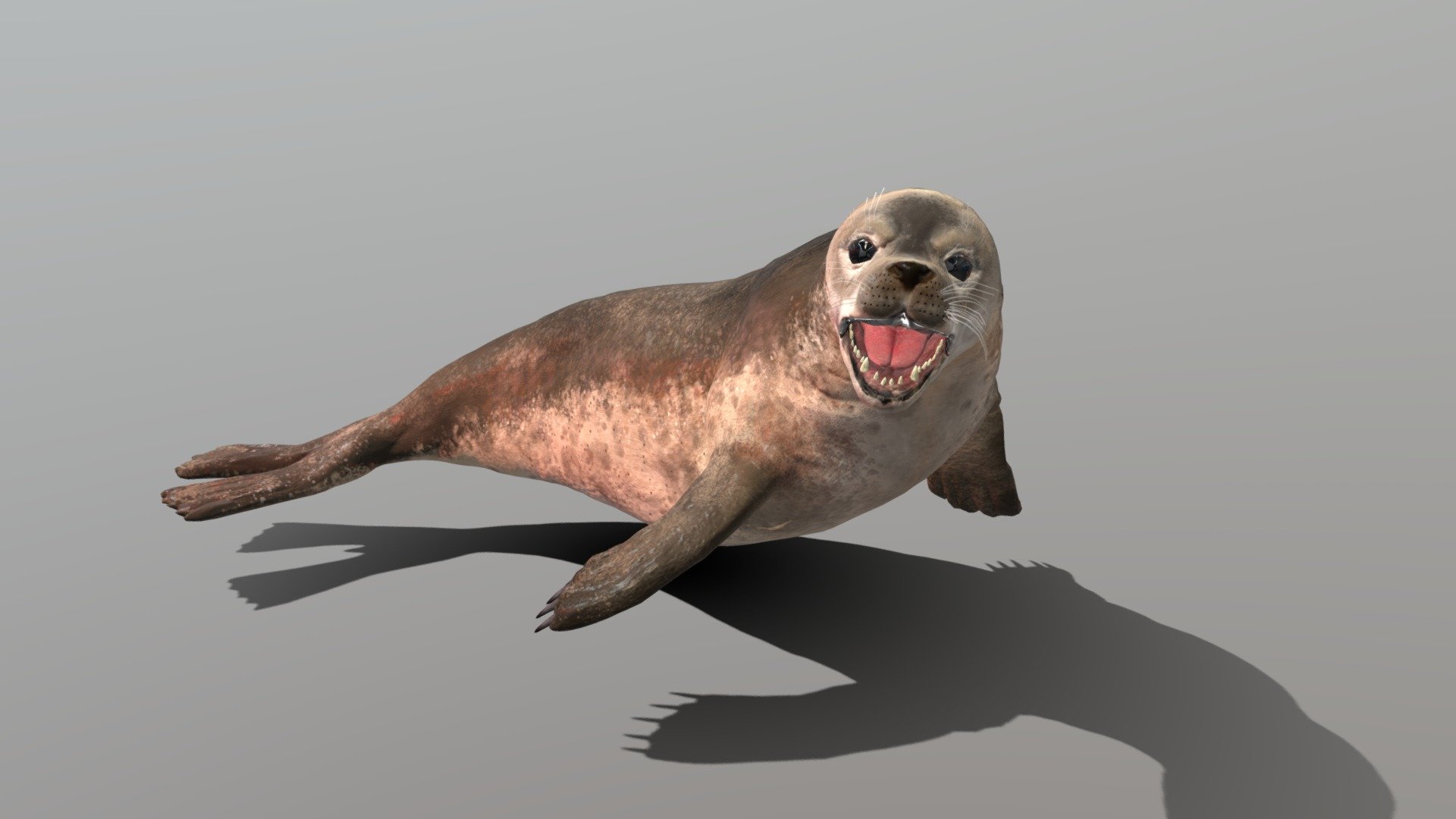 A Seal i made in blender ,full rigged with 4k textures and painted it in substance painter 3d model