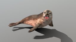 Common Seal marine, underwater, walrus, mammal, seal, nature, common, wildlife, animal, sea