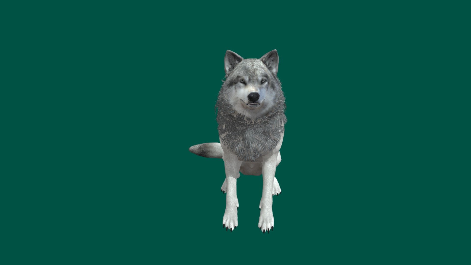 The wolf, also known as the gray wolf or grey wolf, is a large canine native to Eurasia and North America. More than thirty subspecies of Canis lupus have been recognized, and gray wolves, as popularly understood, comprise wild subspecies. The wolf is the largest extant member of the family Canidae - Low Poly Fur - 3D model by Nyilonelycompany 3d model
