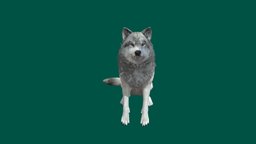 Low Poly Fur ready, creature, animal, wolf, graywolf