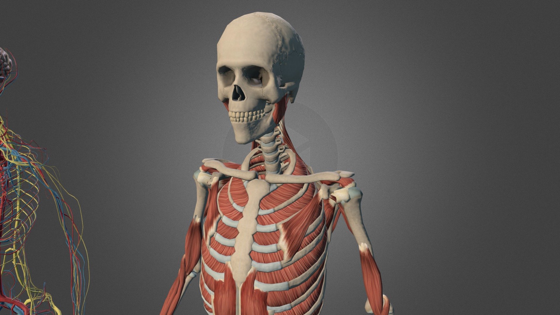 Complete anatomy model  LOW POLY  for educational purposes, made for Arloon Apps. Property of Parados Team, Arloon 3d model
