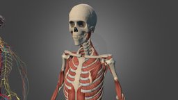 Anatomy body, skeleton, anatomy, muscles, education, human