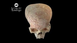 CCCM1 by Angélica Diosdado & Oswaldo Camarillo cranium, mexico, prehispanic, arqueologia, arqueology, anthropology, skull