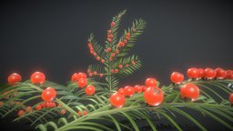 Yew Taxus Baccata Branch (High-Poly)
