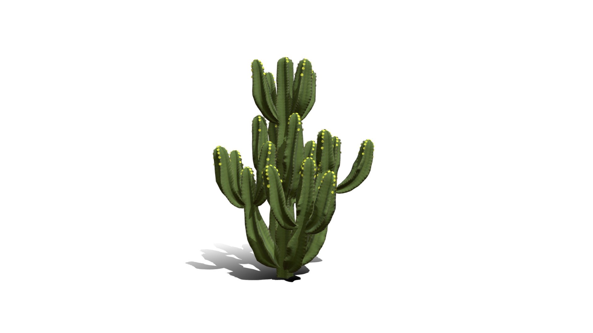 Model specs:





Species Latin name: Euphorbia candelabrum




Species Common name: Candelabra tree




Preset name: Standard mat 0




Maturity stage: Infant




Health stage: Thriving




Season stage: Spring




Height: 0.9 meters




LODs included: Yes




Mesh type: static




Vertex colors: (R) Material blending, (A) Ambient occlusion



Better used for Hi Poly workflows!

Species description:





Region: Africa




Biomes: Desert,Savana




Climatic Zones: Mediterranean,Subtropical,Tropical




Plant type: Succulent



This PlantCatalog mesh was exported at 40% of its maximum mesh resolution. With the full PlantCatalog, customize hundreds of procedural models + apply wind animations + convert to native shaders and a lot more: https://info.e-onsoftware.com/plantcatalog/ - Realistic HD Candelabra tree (1/40) - Buy Royalty Free 3D model by PlantCatalog 3d model
