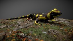 SALAMANDRA reptile, salamander, reptiles, salamandra