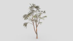 Eucalyptus Tree- 20 plant, unreal, eucalyptus, unity, lowpoly-eucalyptus, 3d-eucalyptus