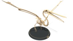 Pelican Skeleton sculpt, skeleton, anatomy, cute, biology, bird, bone, display, statue, museum, science, pelican, animal