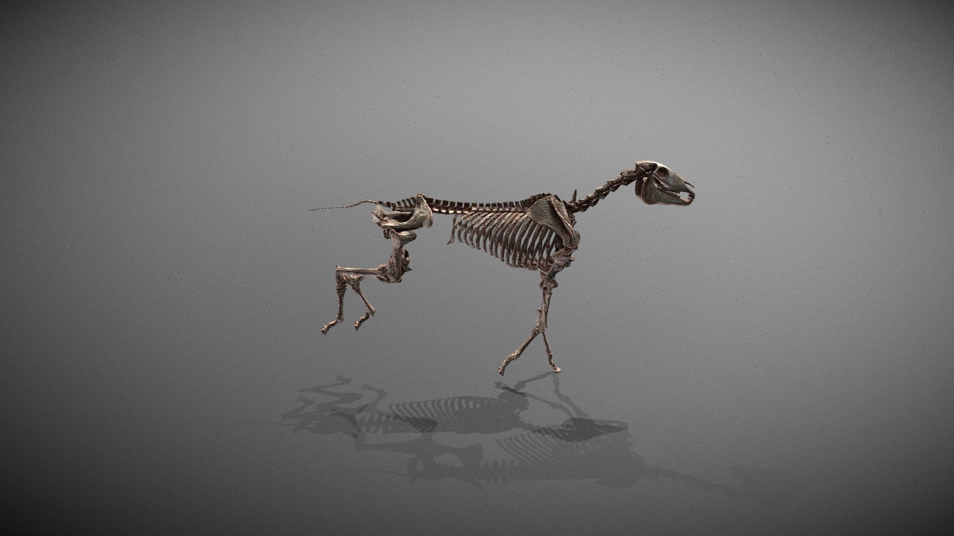 Animated_horse - Horse_skeleton_ecorche - Buy Royalty Free 3D model by Ianbucky (@Ianbucky_) 3d model