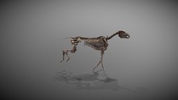 Horse_skeleton_ecorche animals, ecorche, skeletons, animations, horse