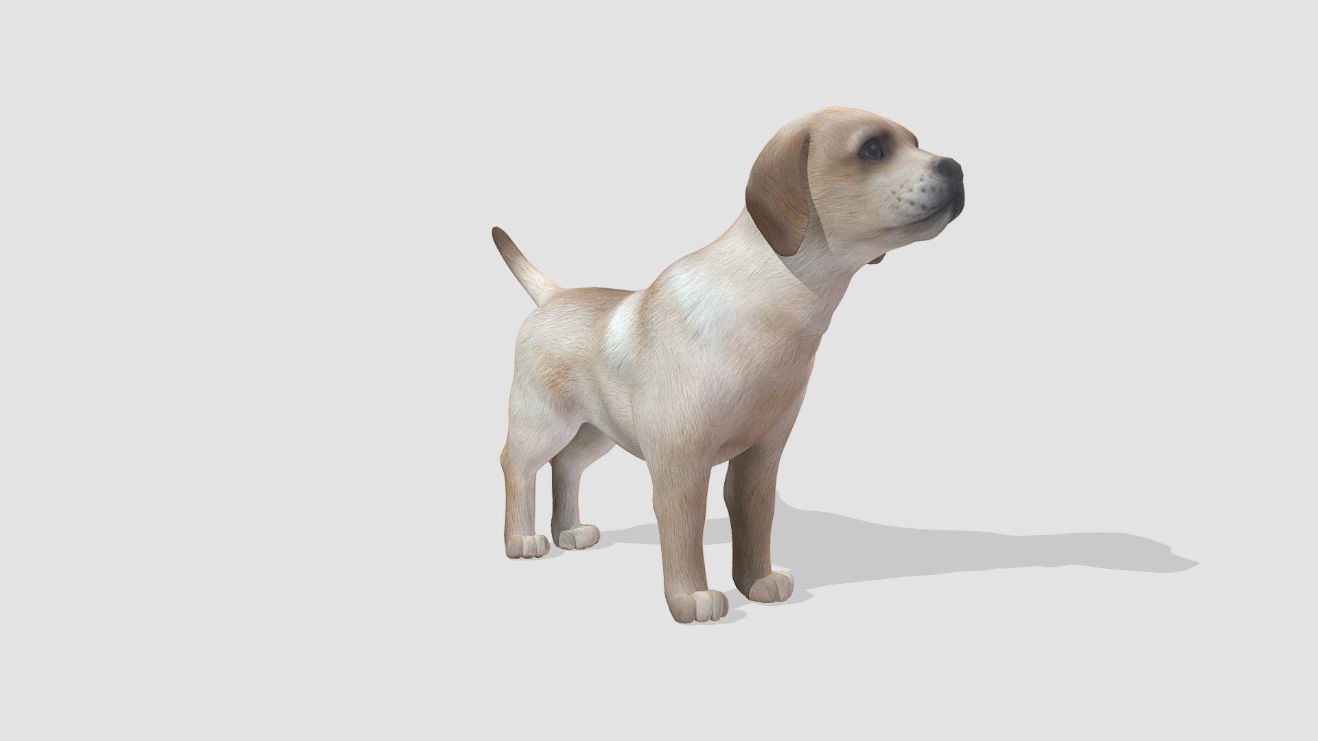 Highly detailed model of dog with all textures, shaders and materials. It is ready to use, just put it into your scene 3d model