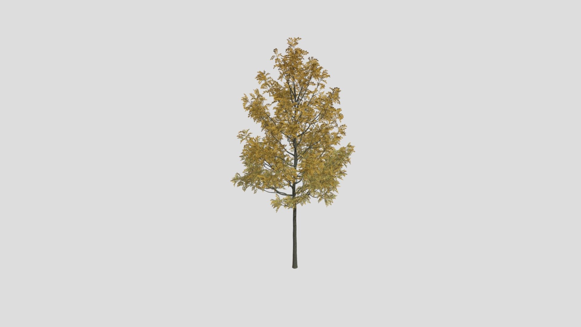 Highly detailed 3d model of&nbsp;Fraxinus tree with all textures, shaders and materials. This 3d model is ready to use, just put it into your scene 3d model