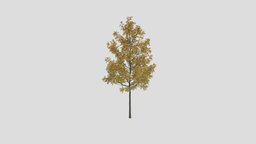 Fraxinus Autumn 50 AM250 Archmodel trees, tree, plant, plants, foliage, autumn, deciduous, greenery, fraxinus