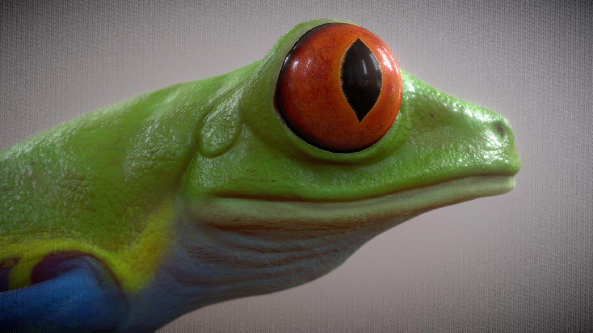 A Red-Eyed Tree Frog model I made!

This model includes:




The FBX file of the rigged model

5 animations

4K PBR Base, Roughness, Metallic and Normal map textures

A .Zip file with the PBR textures, FBX model and the.Blend file

The model does NOT have a modeled mouth that can open and close.




Sculpted and retopo'd in ZBrush

Textured in Substance 3D Painter

Rigged and animated in Blender
 - Animated Red-Eyed Tree Frog - Buy Royalty Free 3D model by Zerindo 3d model