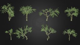 Cacao Tree- Green Fruit- Pack 01 cacao-tree, 3d-cacaotree, lowpoly-cacao, 3d-lowpoly-cacao, cocoatree