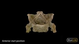 Skeletonized Pelvis anatomy, pelvis