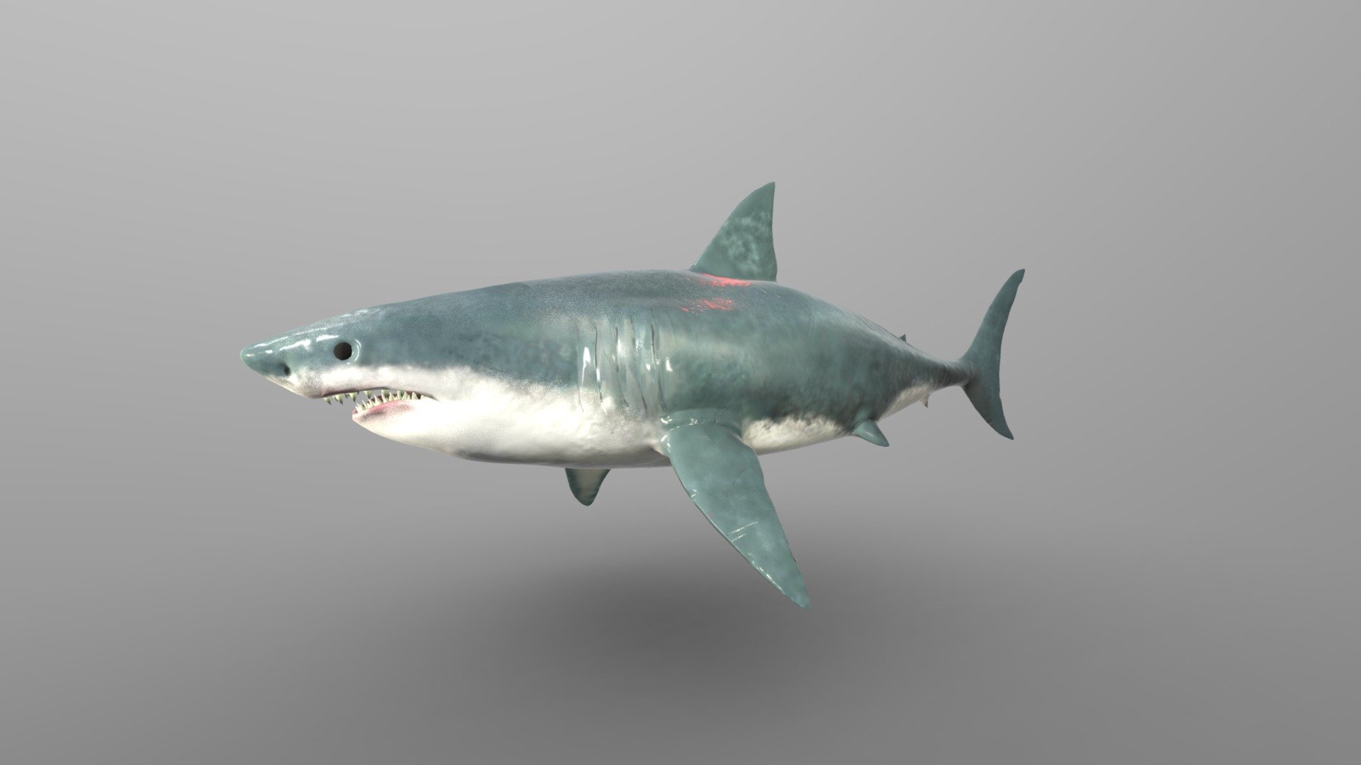A low poly White Shark PBR style I've made with blender 2.9 mainly uv wrapped it with substance painter - WhiteShark - 3D model by GoldenZtuff (@dhjwdwd) 3d model