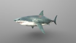 WhiteShark shark, fish, underwater, creatures, animal, sea