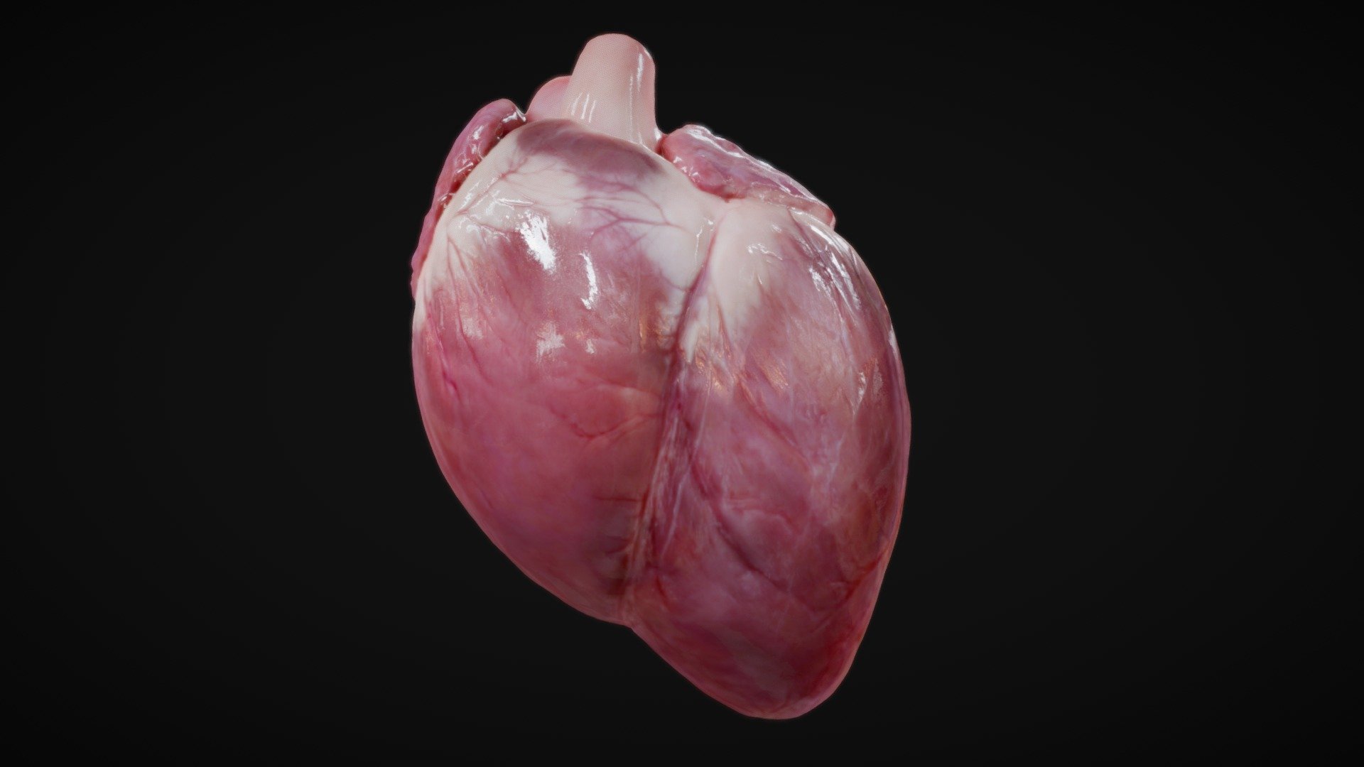 Animated 3D Heart with Photorealistic Textures (4K)

(Normal Map also included (4K))

This personal project kept me busy for several weeks  :D  

My goal was to achieve a smoothly running heart beat animation while maintaining the highest possible quality. 
I hope you like the organic look and all the little details, sculpted with love&hellip;  ;)

Please also enjoy a short (rendered) animation sequence on Instagram - Photorealistic 3D Heart (animated heartbeat!) - Buy Royalty Free 3D model by docgfx 3d model