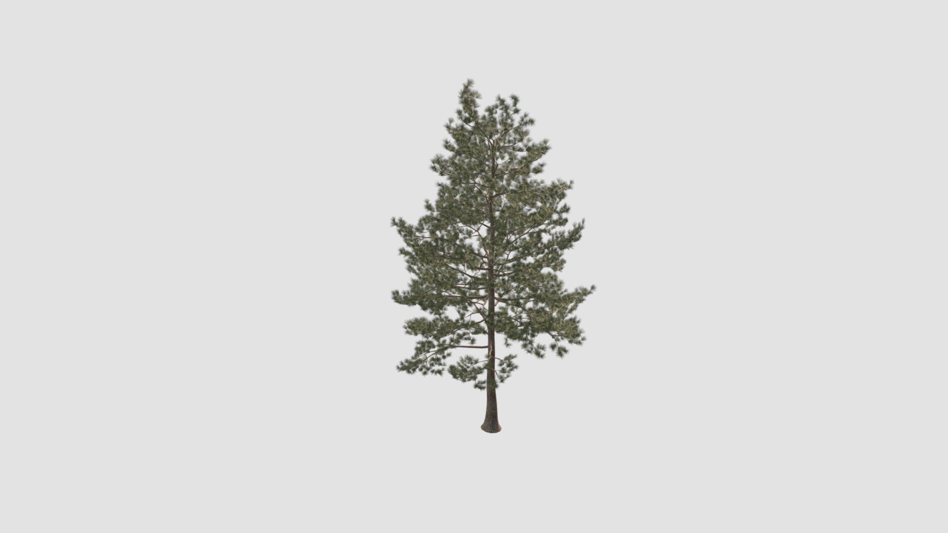 Loblolly pine. High detailed model of plant with all textures, shaders and materials. It is ready to use, just put it into your scene 3d model