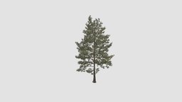 Loblolly pine Plant trees, plant, 3dmodels, plants, garden, pine, key, 15, am61, loblolly