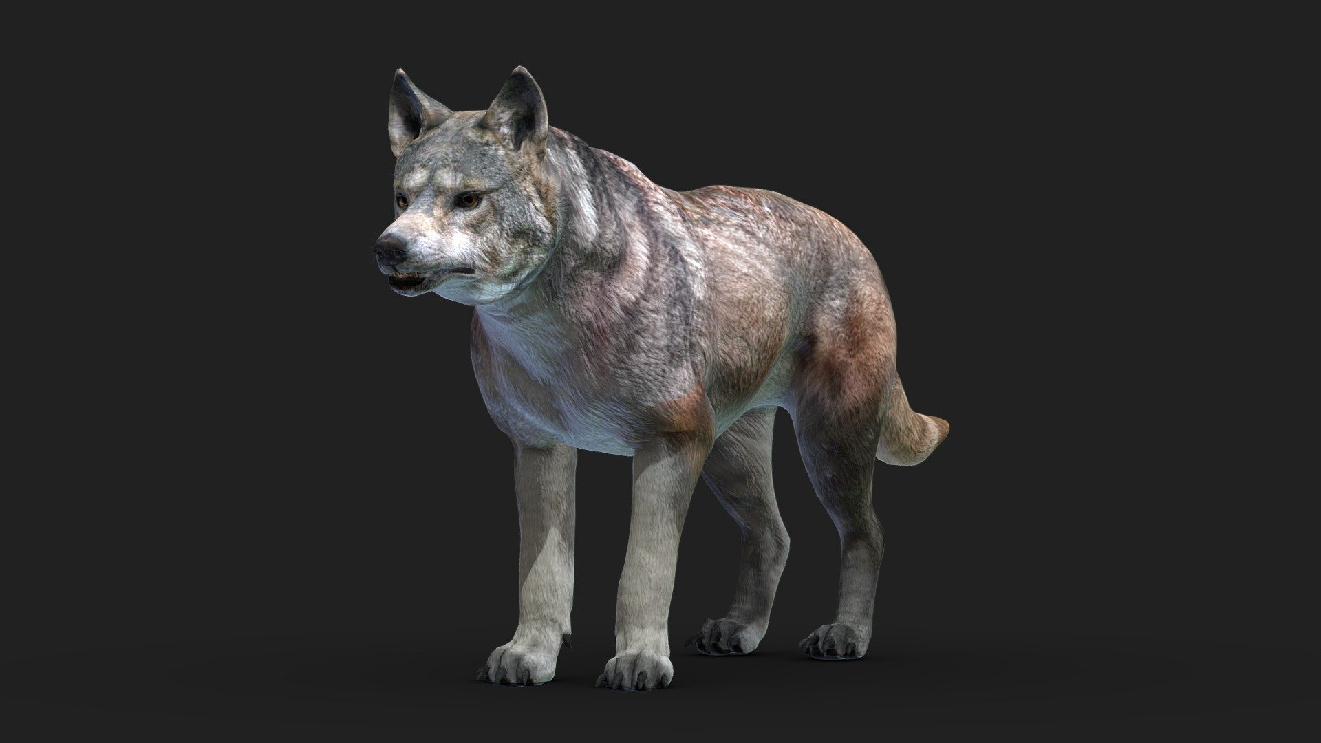 Gray wolf (Canis lupus) rigged model



The model has textures and retopology.
It is rigged and useful for animation and Game-character creation.

If you liked the model, please, leave a positive review! - Gray Wolf - Rigged - Buy Royalty Free 3D model by Iofry 3d model