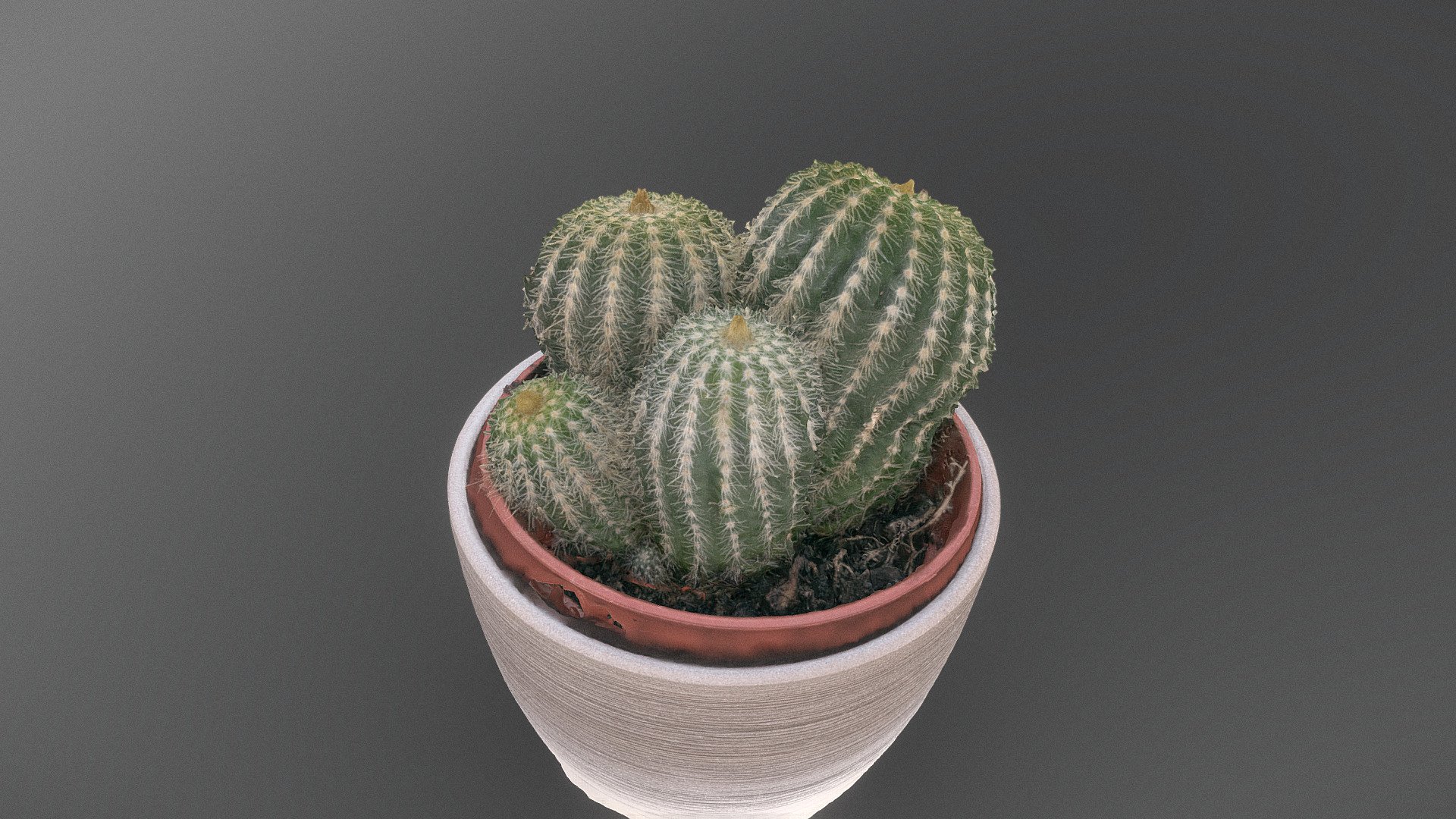 Lace hedgehog (Echinocereus reichenbachii) Cactus cacti group with small spines sucullent plant,  in terracotta glazed flower pot planter

photogrammetry scan (120x36mp), 3x8k texture + HD normals - Grouped cactus - Buy Royalty Free 3D model by matousekfoto 3d model