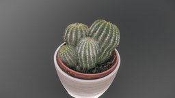 Grouped cactus room, plant, flower, garden, 3d-scan, cactus, prop, desert, props, 3d-scanning, dessert, photoscan, photogrammetry, scan, home, interior