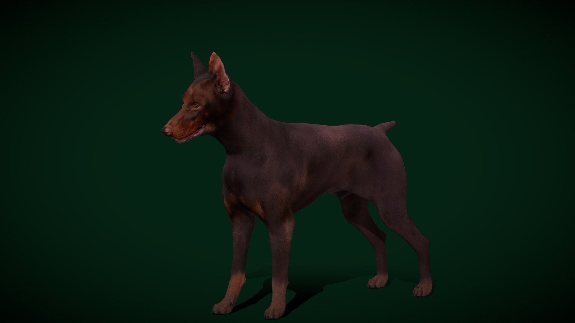 Red Dobermann Pinscher Dog Breed (Doberman)Canine,Germany Breed 

Canis lupus familiaris Animal Mammal(Family Dog)Pet,cute,Domestic Dog

1 Draw Calls

MidPoly 

Game Ready (Character)

Subdivision Surface Ready

10- Animations 

4K PBR Textures Material

Unreal/Unity FBX 

Blend File 3.6.5 LTS / 4

USDZ File (AR Ready). Real Scale Dimension (Xcode ,Reality Composer, Keynote Ready)

Textures Files

GLB File (Unreal 5.1 Plus Native Support)


Gltf File ( Spark AR, Lens Studio(SnapChat) , Effector(Tiktok) , Spline, Play Canvas,Omiverse ) Compatible




Triangles -53068



Faces -28682

Edges -55750

Vertices -27117

Diffuse, Metallic, Roughness , Normal Map ,Specular Map,AO
 
The Dobermann is a German breed of medium-large domestic dog of pinscher type. It was originally bred in Thuringia in about 1890 by Louis Dobermann, a tax collector.a long muzzle and – ideally – an even  graceful gait.The Doberman Pinscher,  the Doberman, is a medium to large dog breed - Dobermann Pinscher Dog Breed (Game Ready) - Buy Royalty Free 3D model by Nyilonelycompany 3d model