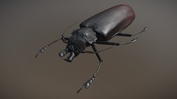 Titan Beetle bug, beetle, titan