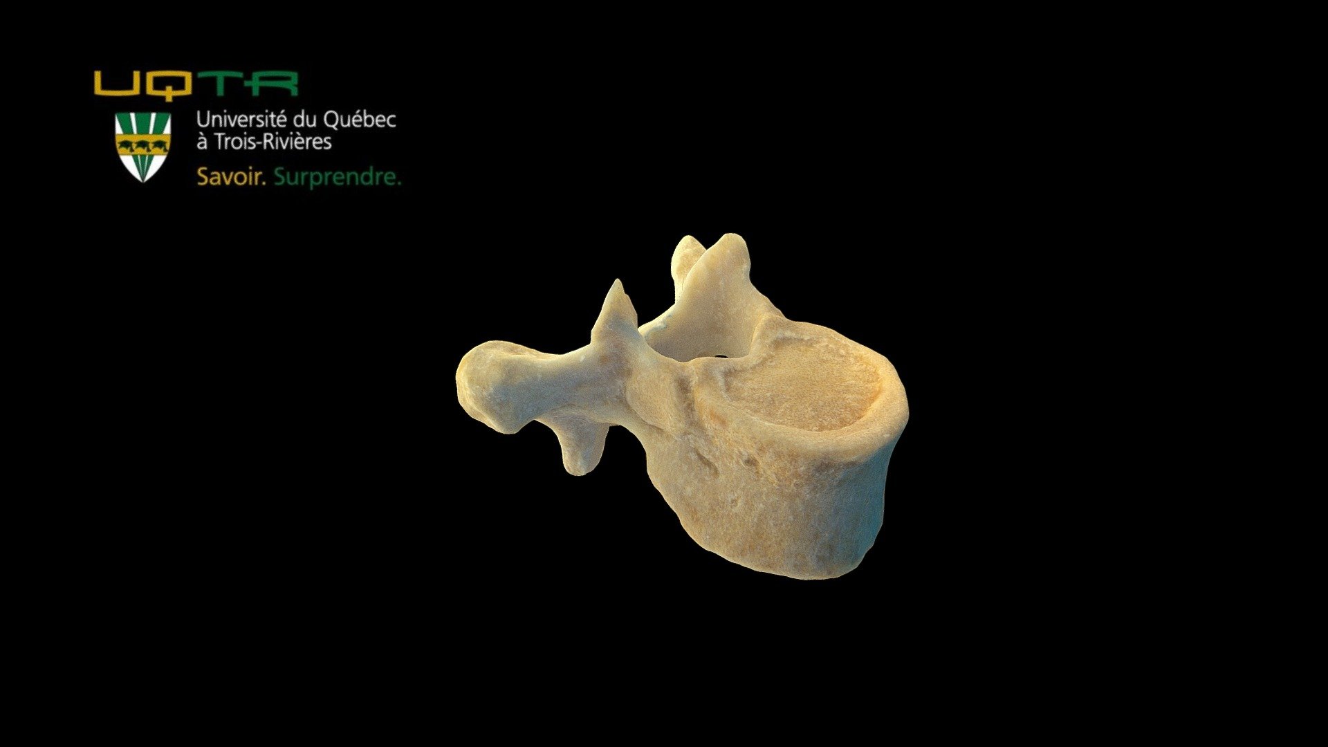 Th10 - 3D model by Anatomie UQTR - Anatomy UQTR (@AnatomieUQTR) 3d model