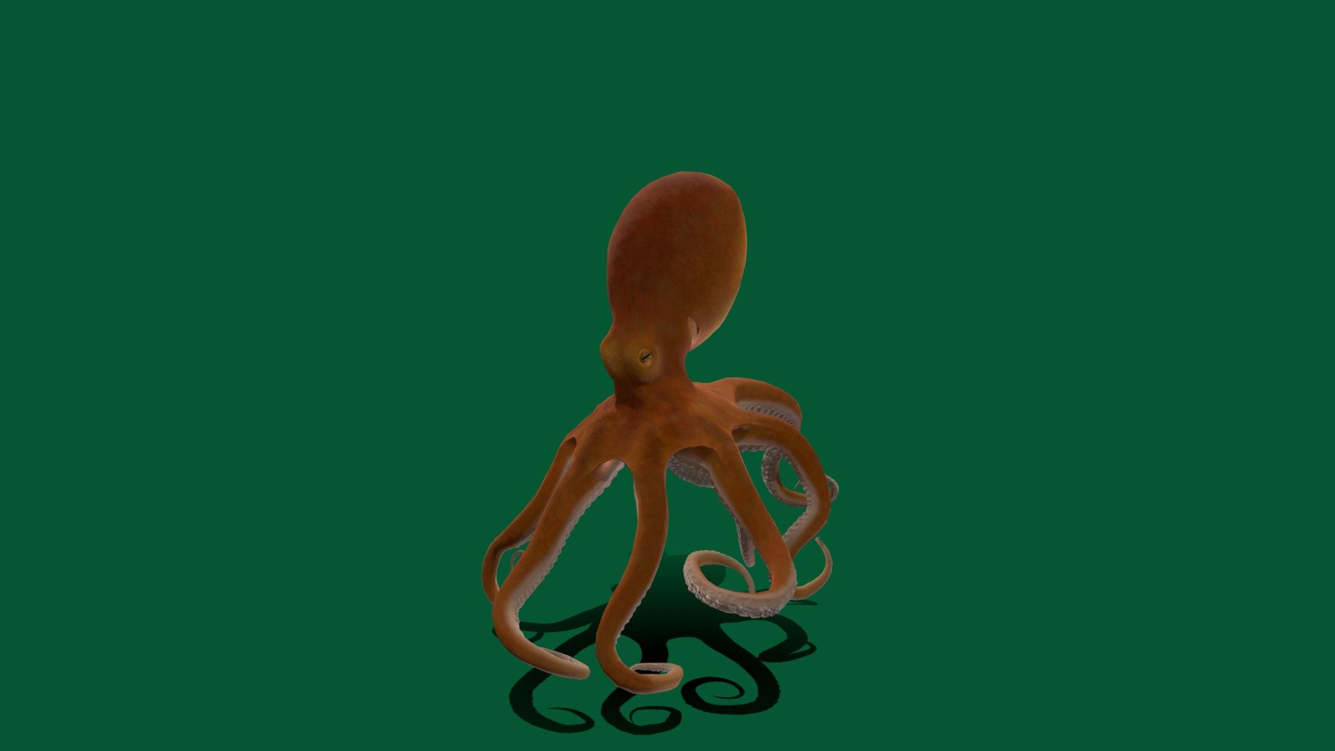 For Store Octopus
An octopus is a soft-bodied, eight-limbed mollusc of the order Octopoda. The order consists of some 300 species and is grouped within the class Cephalopoda with squids, cuttlefish, and nautiloids - Octopus - 3D model by Beautiful Animals (nyilonelycompany + theappgod) (@beautifulanimals) 3d model
