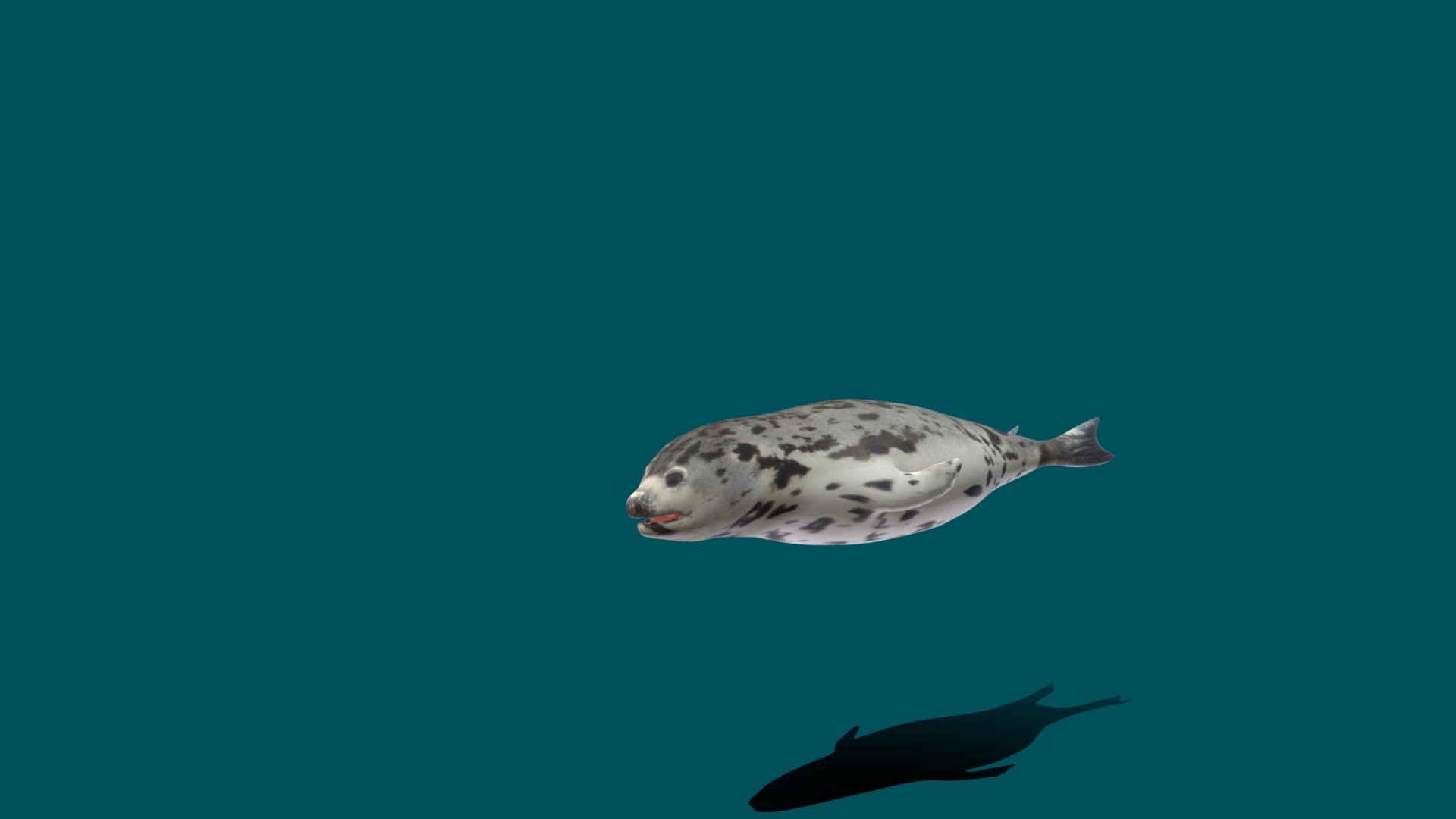 Harp Seal Pagophilus_groenlandicus Lowpoly 
4K Textures (idle swim animation)
Seal_Diffuse
Seal_Metallic
Seal_AO
Seal_Roughness
Seal_Normal
Seal_Height (evee)
Seal_Smoothness 
Seal_Edge

The harp seal, also known as Saddleback Seal or Greenland Seal, is a species of earless seal, or true seal, native to the northernmost Atlantic Ocean and Arctic Ocean. Originally in the genus Phoca with a number of other species, it was reclassified into the monotypic genus Pagophilus in 1844. Wikipedia
Scientific name: Pagophilus_groenlandicus - Harp Seal (Lowpoly) - 3D model by Nyilonelycompany 3d model