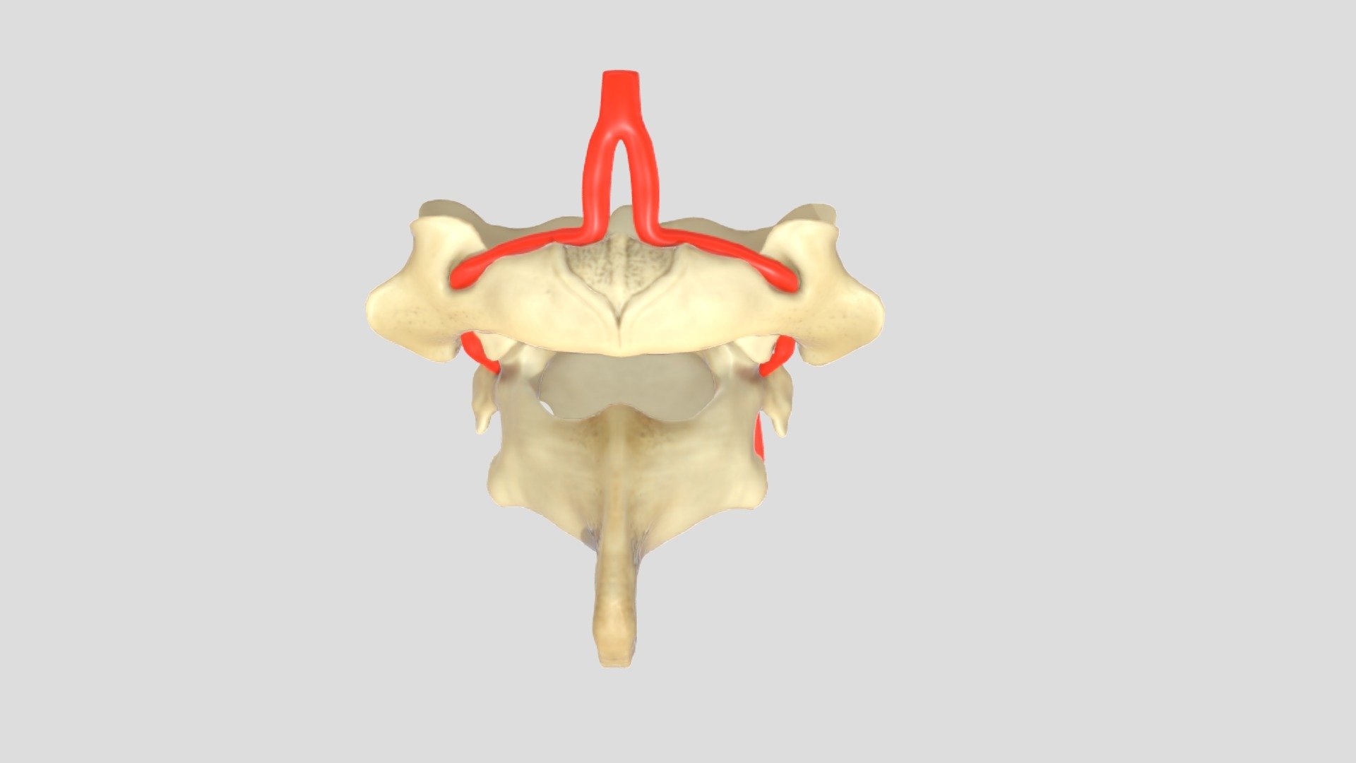 This model shows the atlas and axis together with the specific part of the vertebral artery. Where the two parts of the artery merge, the artery disappears into the dome of the skull. 
Later this week I'm adding annotations 3d model