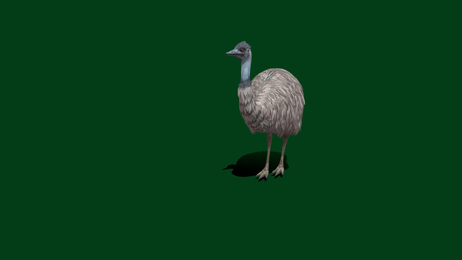 Fixed

animation errors and version errors 
The emu is the second-largest living bird by height, after its ratite relative, the ostrich. It is endemic to Australia where it is the largest native bird and the only extant member of the genus Dromaius 3d model