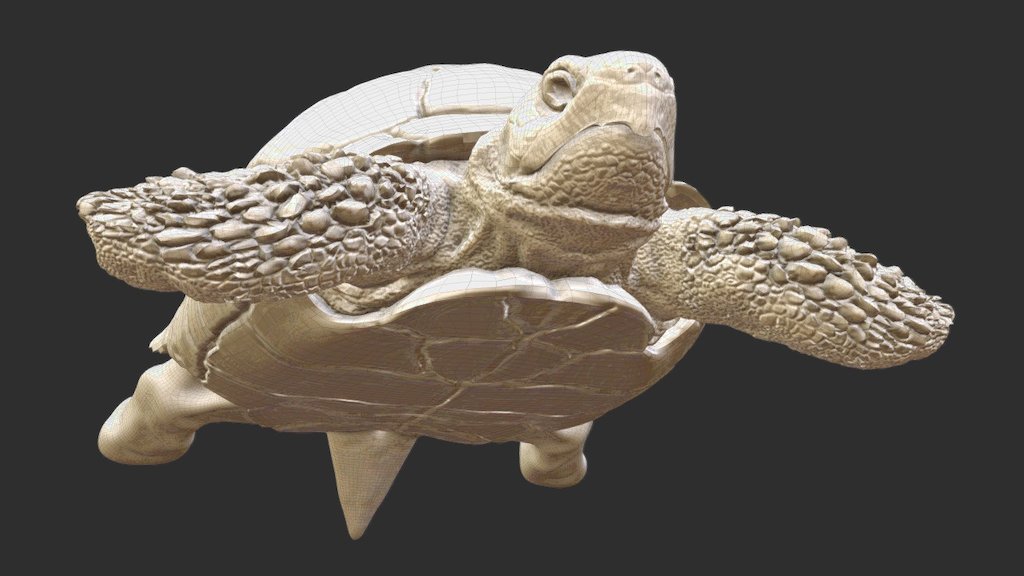 details Hermans tortoise WIP4 - 3D model by Mieke Roth (@miekeroth) 3d model