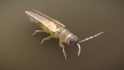 Thrips Tabaci (Thysanoptera) insect, flying, bug, insects, pest, antenas, thrips, tabaci, thysanoptera, thripidae