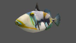 Picasso Triggerfish fish, fishing, underwater, animals, ocean, aquarium, aquatic, triggerfish, sealife, seafood, picassofish, picasso-triggerfish, animal, animated, sea, boat