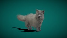 Nebelung Cat cat, cute, pet, animals, russian, breed, pedigree, animation, blue, nyilonelycompany, noai, nebelung, long-haired, russian_blue