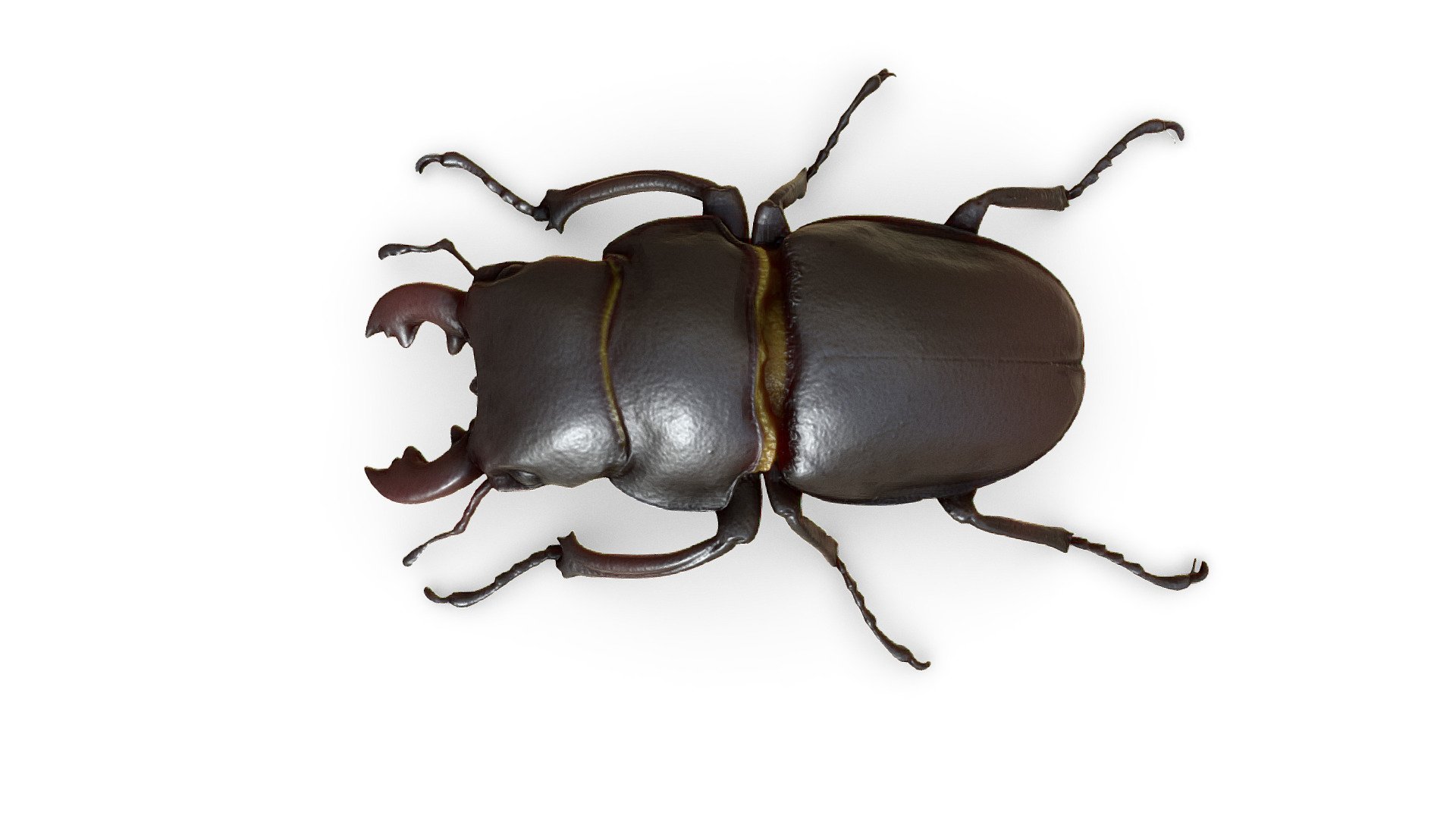 Stag Beetle - Buy Royalty Free 3D model by Europac3d 3d model