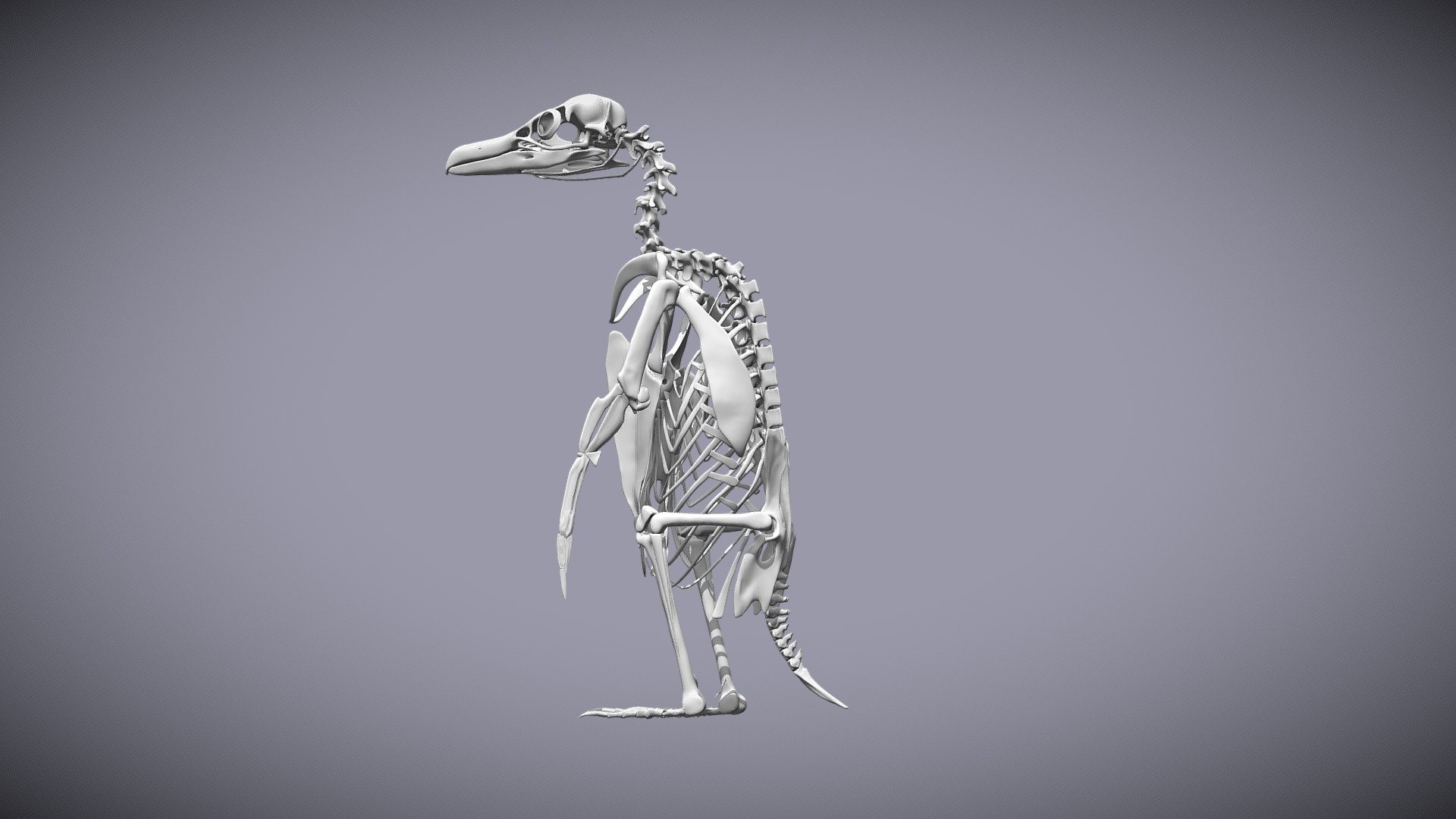 Scientifically accurate model of a complete magellanic penguin skeleton 3d model