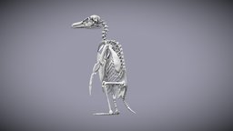 Magellanic Penguin Skeleton skeleton, penguin, anatomystudy, anatomy-reference, anatomy-body, anatomy3d