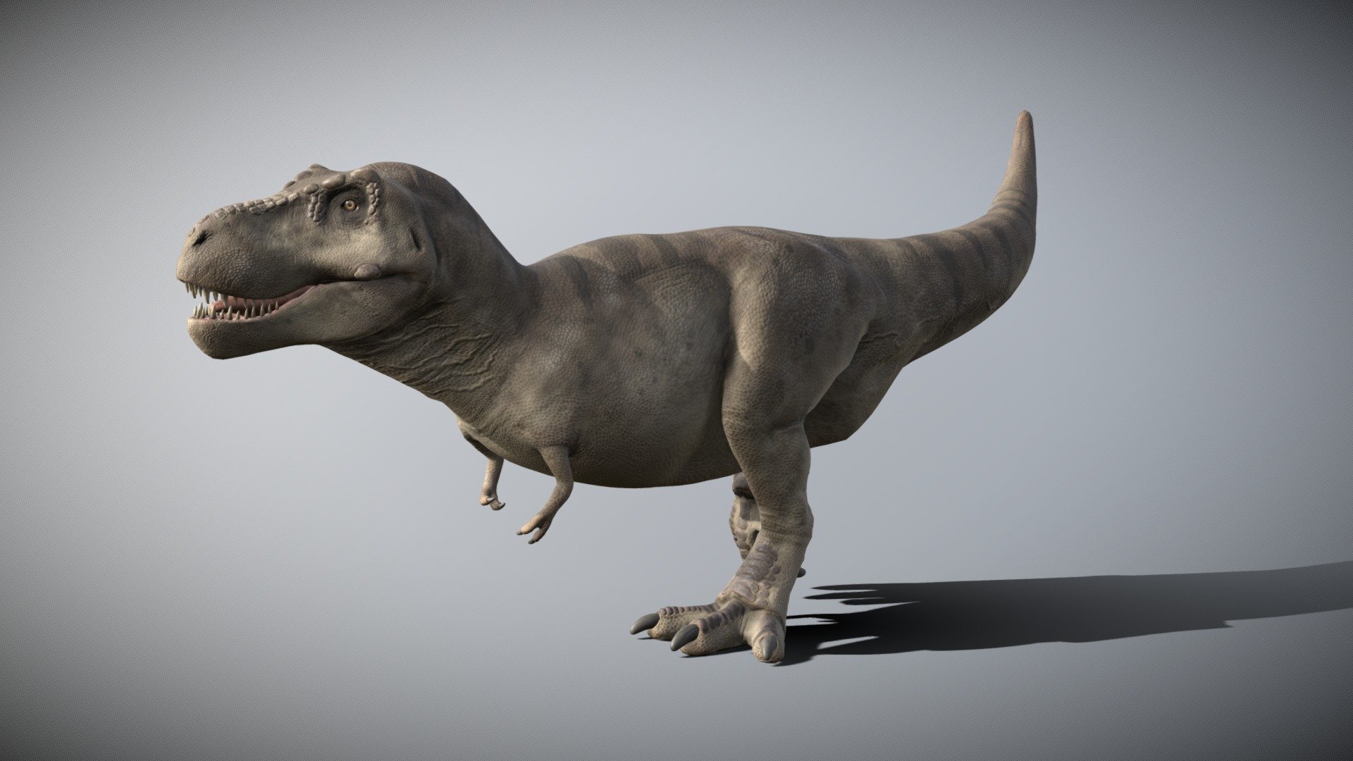 This Trex was sculpted in zbrush, textured in Substance Painter and Photoshop, rigged and animated in blender. 

Textures png 4096x4096.

7 animations: run cycle, walk cycle, walk + roar, walk left, walk right, roar, waiting

Tyrannosaurus is a genus of large theropod dinosaur. The species Tyrannosaurus rex (rex meaning king in Latin), often called T. rex or colloquially T-Rex, is one of the best represented theropods. Tyrannosaurus lived throughout what is now western North America, on what was then an island continent known as Laramidia. Tyrannosaurus had a much wider range than other tyrannosaurids. Fossils are found in a variety of rock formations dating to the Maastrichtian age of the Upper Cretaceous period, 68 to 66 million years ago. It was the last known member of the tyrannosaurids and among the last non-avian dinosaurs to exist before the Cretaceous–Paleogene extinction event 3d model
