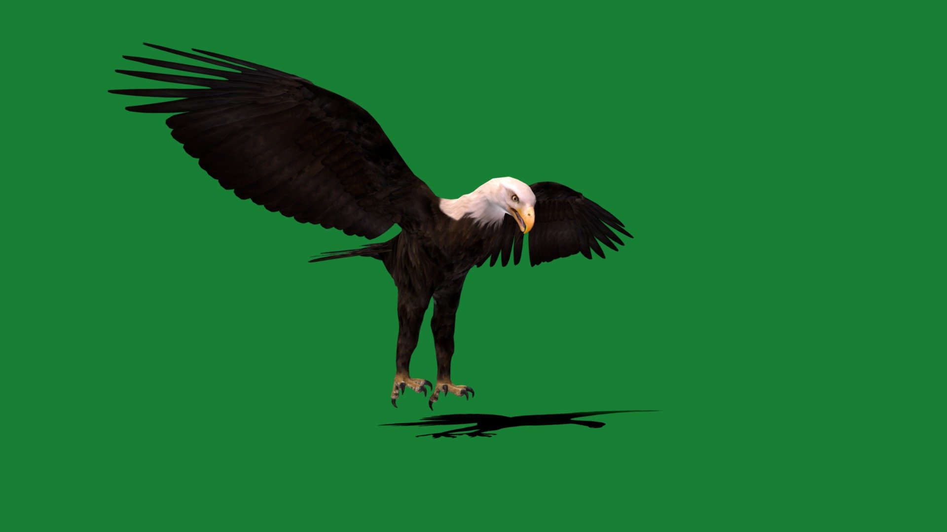 Bald Eagle Bird(Sea Eagle)United States

Haliaeetus leucocephalus Animal Bird(Largest Bird)Pet,White-headed sea eagle

1 Draw Calls

Low-MidPoly

Game Ready (Assets)

Subdivision Surface Ready

4-Animations 

4K PBR Textures 1 Material

Unreal/Unity FBX 

Blend File 3.6.5 LTS / 4 Plus

USDZ File (AR Ready). Real Scale Dimension (Xcode ,Reality Composer, Keynote Ready)

Textures Files

GLB File (Unreal 5.1 Plus Native Support,Godot)


Gltf File ( Spark AR, Lens Studio(SnapChat),Effector(Tiktok),Spline,Play Canvas,Omiverse)Compatible




Triangles -22585



Faces -14282

Edges -32812

Vertices -18780

Diffuse, Metallic, Roughness , Normal Map ,Specular Map,AO

The bald eagle is the national symbol of the United States,since 1782.native to North America ,is one of the largest birds on the continent. The bald eagle's Latin name means &ldquo;white-headed sea eagle
