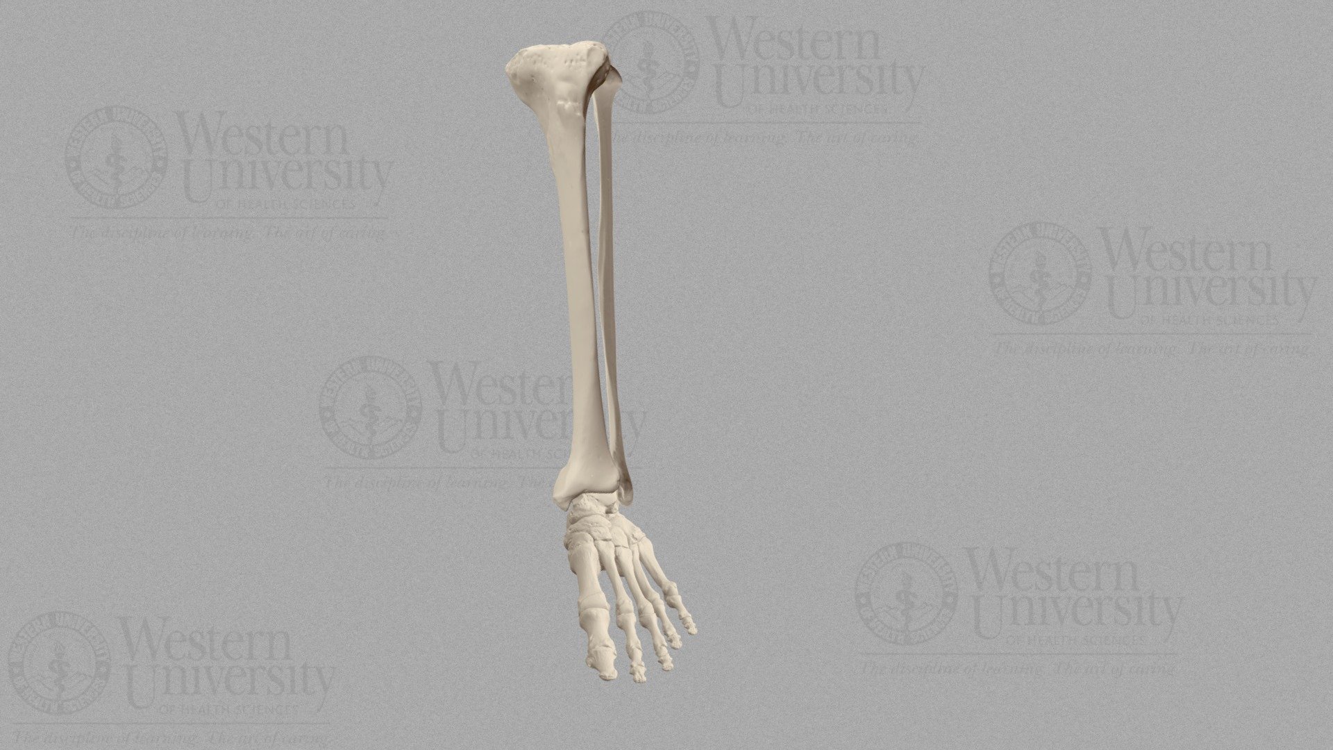 Lower Left Leg Bones.  

Scan of real bones by Gary A. Wisser at Western University of Health Sciences - Foot Bones Scan - Lower Left Leg - 3D model by WesternU3D 3d model