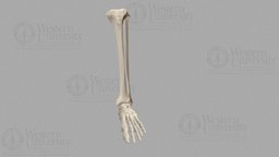 Foot Bones Scan skeleton, cuboid, tibia, fibula, leg, foot, calcaneus, talus, westernu, gary_a_wisser, 300214