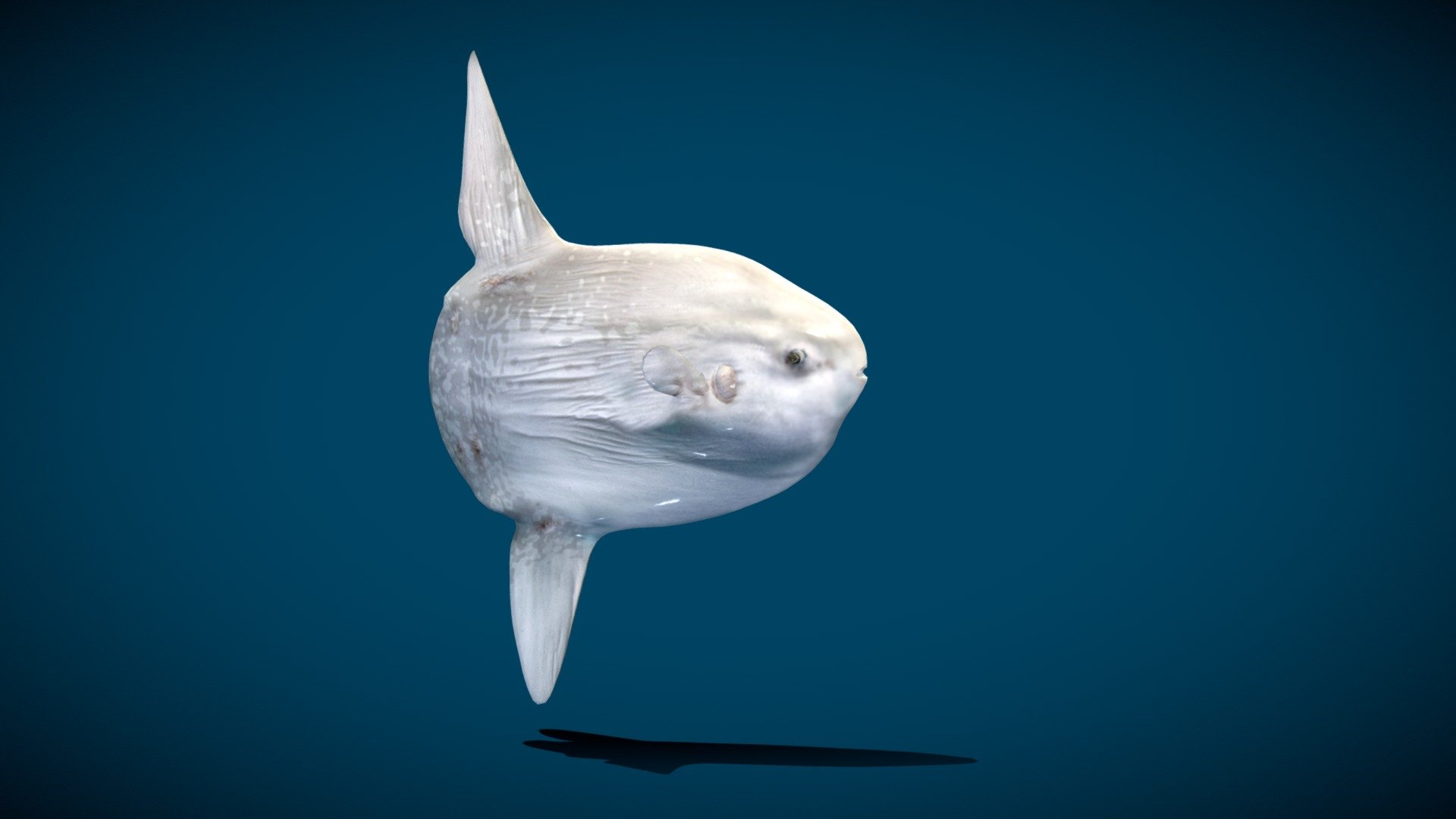 *** Idle animation





Lowpoly







4K PBR Textures Material**




A sunfish, also called a mola, is any fish in the genus Mola. The fish develop their truncated, bullet-like shape because the back fin, with which they are born, never grows. Instead, it folds into itself as the creature matures, creating a rounded rudder called a clavus. Wikipedia
Scientific name: Mola
Domain: Eukaryota
Family: Molidae - Ocean Sunfish Mola - 3D model by Nyilonelycompany 3d model