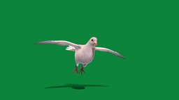 White-winged Dove Bird (Lowpoly)